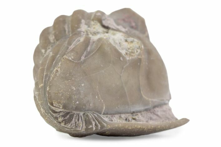 Bargain, Enrolled Asaphus Trilobite - Russia #363255